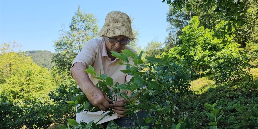 Yıllarca çalıştı, tüm birikimini ona harcadı! ‘Mavi yemiş’ deniyor, bilen havada kapıyor: Yılda 500 KG hasat yapıyor 1